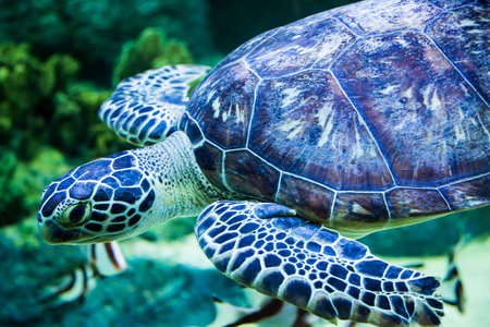 The big sea turtle floating on a coral reef