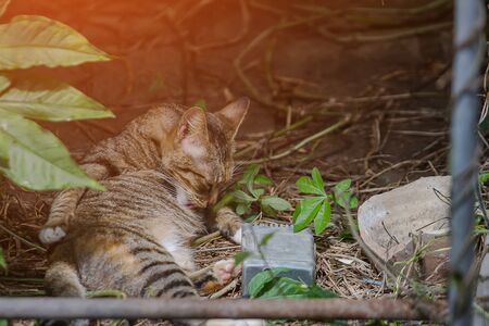 The cat is being licked, cleaning themselves.の写真素材