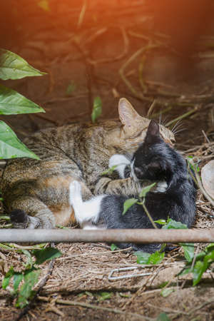 Mother cat with kittens playing together, having fun.
