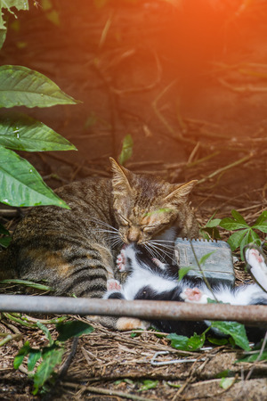 The mother cat will lick clean a child playing naughty.の写真素材