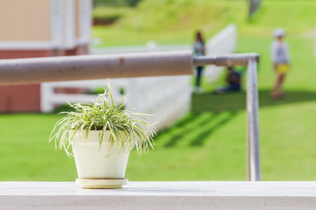 The tree is in white porcelain pot placed on the table, white wood as the background.の写真素材