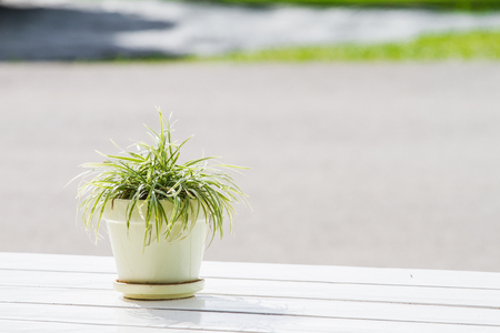 The trees are in flower pot white tile placed on a wooden table, a white background.の写真素材