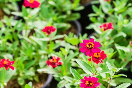Red flowers in the garden as background.の写真素材