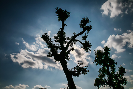 Silhouette picture of tree, blue sky and clouds are background.の写真素材