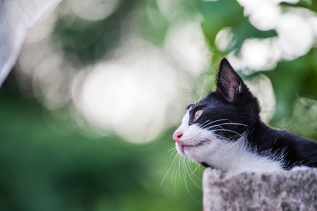 Portraits kitty cat like wondering all around in the background.の写真素材