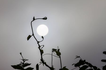 The sunrise in the mist and silhouette leave as background.の写真素材