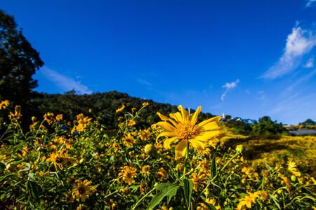 Tithonia diversifolia field and sky, which as the background.