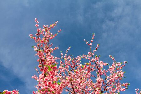 The branches filled with sakura blossoms and a blue sky background.の写真素材