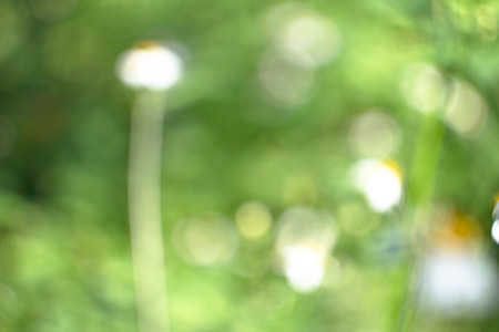 Focus lens blur Bokeh can be made from flower grass green background.の写真素材