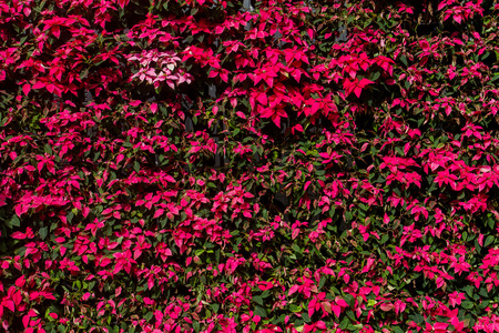Euphorbia pulcherrima natural as backgroundの写真素材