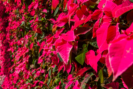 Euphorbia pulcherrima is a natural background.の写真素材