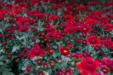 Dendranthemum grandifflora as flowers with beautiful shapes, bright colors, there are many varieties and easy propagation, native country, Japan and China.の写真素材