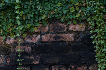 Ficus pumila creeping along the old walls as the backgroundの写真素材