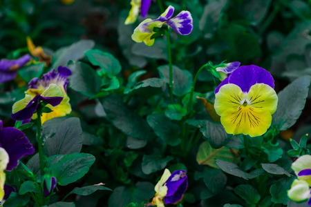 Viola tricolor var. Hortensis in the winter when the flowers bloom Pansy shows that spring has arrived. Pansy want to show that it's very cold.の写真素材