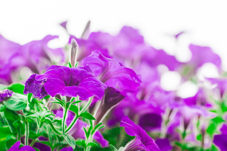 Petunia Hybrida is a flowering plant that is beautiful, is not allergic to other types of flowers.の写真素材
