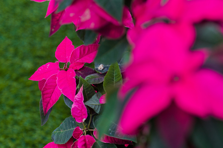 Euphorbia pulcherrima characteristics typical of a Christmas tree, a shrub 1-3 meters highの写真素材