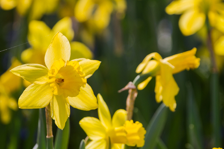 Narcissus Poeticus L is the national flower of Wales as a background.の写真素材