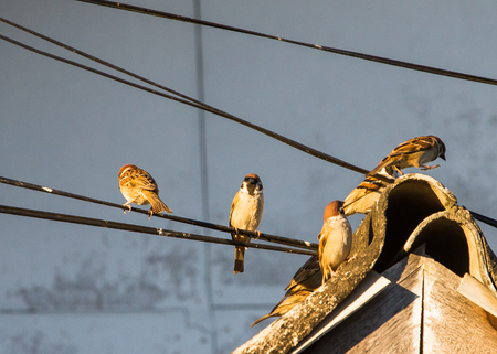Sparrow birds perch on the roof and a power cord.の写真素材