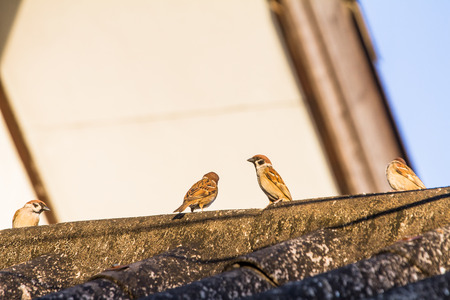 Sparrow birds commonly found in agricultural areas, clear community.の写真素材