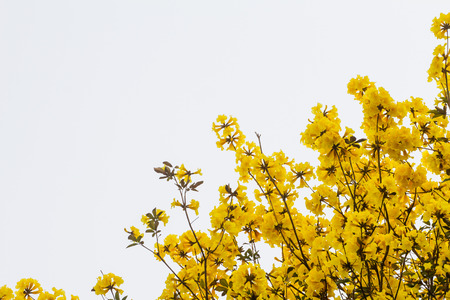 Tabebuia chrysantha flowers usually bloom in summer. The tree is native to the north of the country.の写真素材