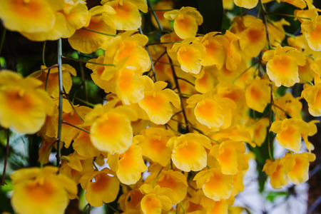 Dendrobium chrysotoxum Lindl in the name of science As well as the orchid family Usually flowering summerの写真素材