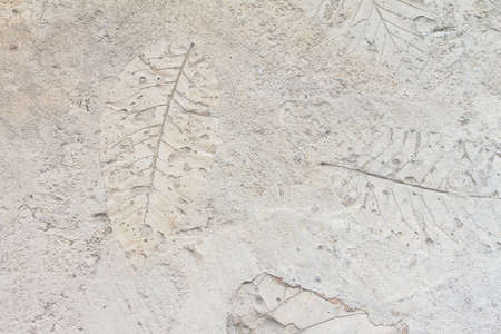 Use the leaves press down on the cement floor that had not been dried to create beautiful designs.の写真素材