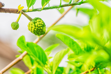 Custard apple trees bloom are growing after the rain.の写真素材