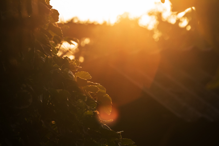 In the summer, Polyscias balfouriana the sun, making the image look strange.の写真素材