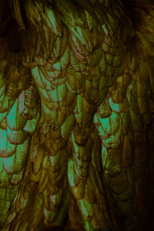 Abstract of Chicken feather green gold as the background.の写真素材