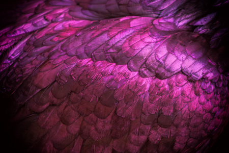 Abstract of Chicken feather pink color as the background.