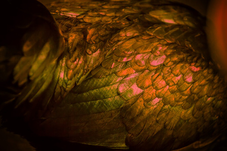 Abstract of Chicken feather orange sapphire color as the background.の写真素材