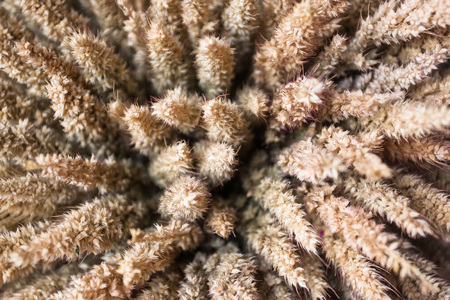 Sheaves of oats, dried. To use in the composition of the bouquet, which is used as a background.の写真素材