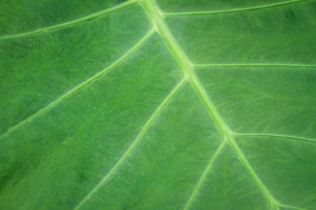 Colocasia esculenta (L.) Schott nutritional value is to create immunity, diuretic, laxative.