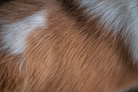 Abstract texture of the Brown and white dog fur, which is used as a background.の写真素材