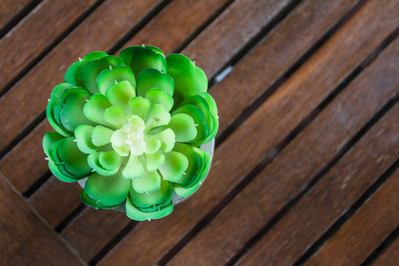 Succulent plants are placed on a small wooden table.の写真素材