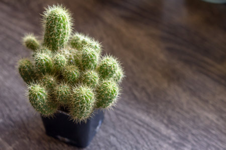 The gold-finger cactus has an English name: The gold lace cactus or ladyfinger cactus, scientifically known as Mammillaria elongate.の写真素材