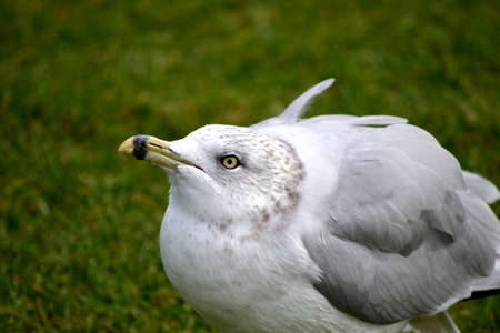 Seagull