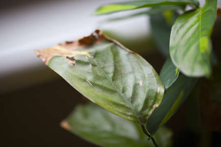 dried leafの写真素材