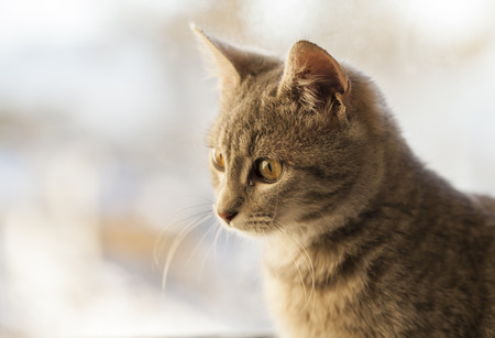 cat on window looking downの写真素材