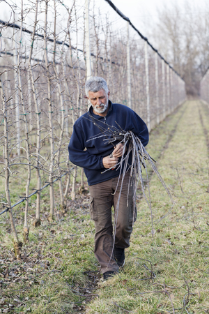 men in orchard in winter