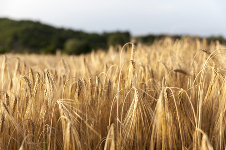 wheat field countryside landscape, backgroundの写真素材
