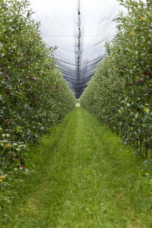 Red apple orchard with a protected networkの写真素材