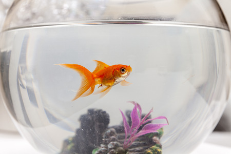 Goldfish in an aquarium, close upの写真素材