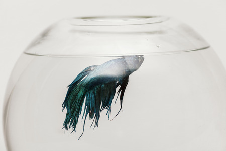 fighter fish in the aquarium, close upの写真素材