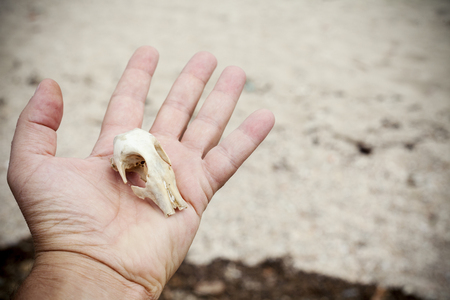 animal skull on the hand, close upの写真素材