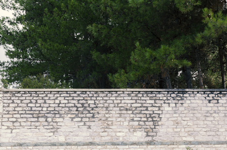old stone wall with treeの写真素材