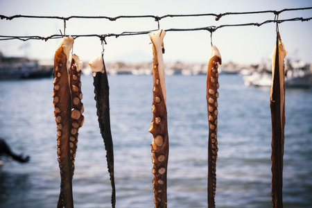 octopus legs are dried in the sun, close upの写真素材
