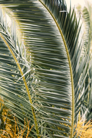 palm tree leaf, close upの写真素材