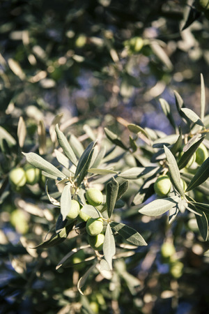 one olive tree in Greeceの写真素材