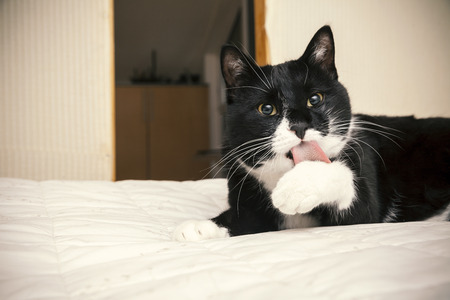 black and white cat lying on the bedの写真素材